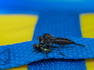 Illustration for article titled Shooting Challenge: Bugs Gallery (Part 1)